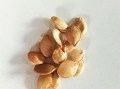 acorn_squash